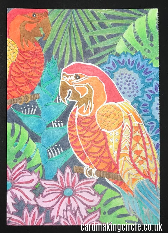 Parrot postcard from Clarity Stamps coloured with Polychromos coloured pencils.