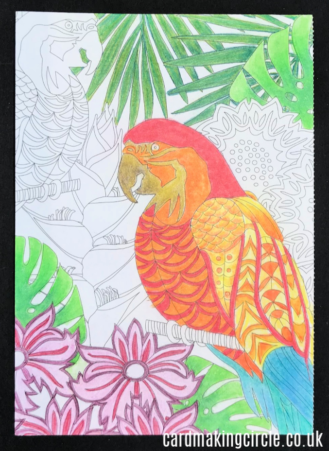 Parrot postcard from Clarity Stamps coloured with Polychromos coloured pencils.